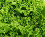 Grand Rapids Tbr Lettuce Seeds 500 Seeds Non-Gmo  Fast Shipping - £6.40 GBP