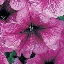 USA SELLER 1000 Petunia Seeds Daddy Sugar Pelleted Petunia Seeds - $32.81