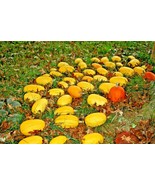 30+ Spaghetti Squash Vegetable Seeds - $28.39 CAD