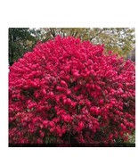 20 FRESH Burning Bush cuttings. Grow your own trees from home!! - £22.80 GBP