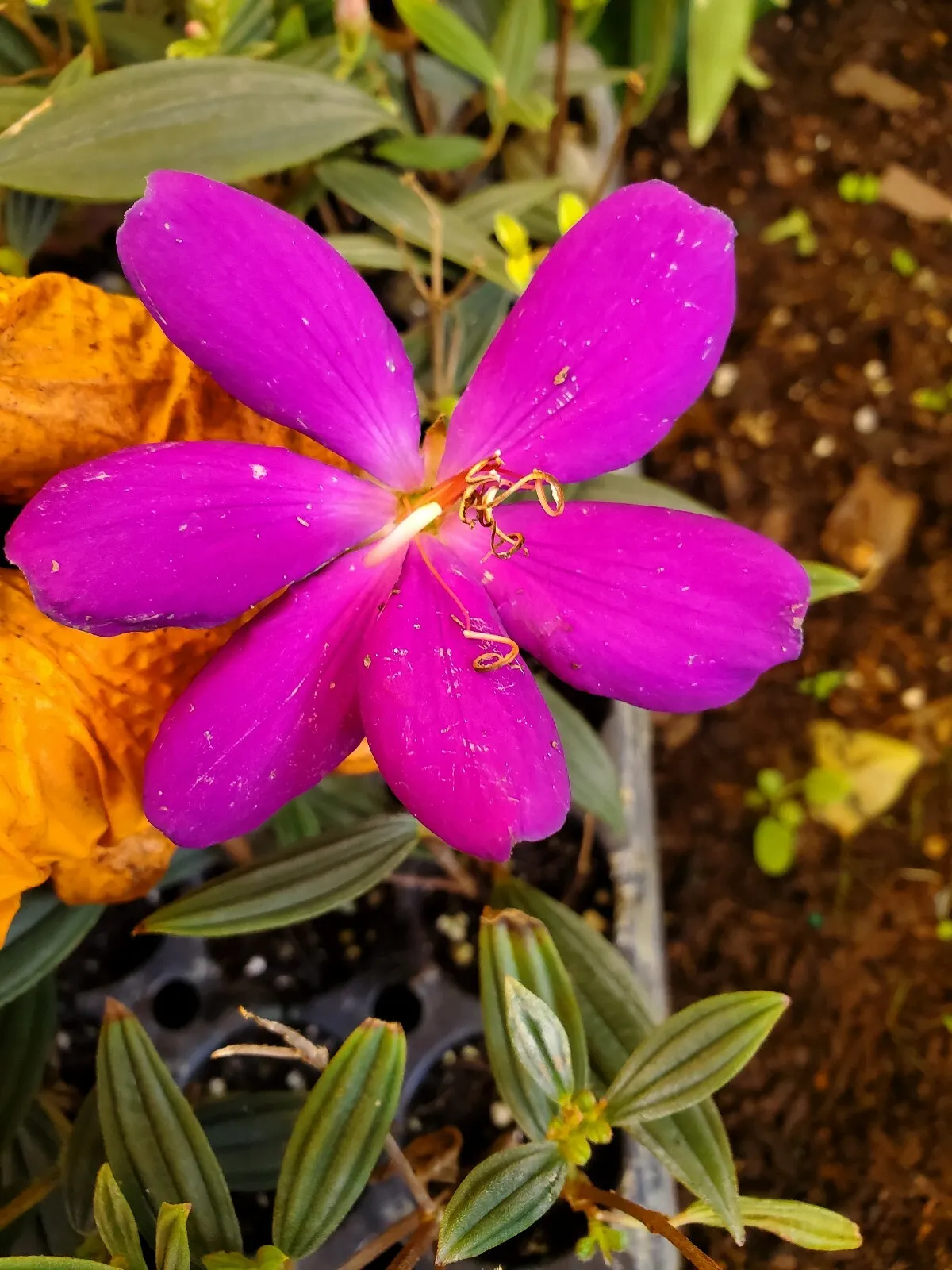 ECUADOR PRINCESS Tibouchina Bush Live Tropical Plant Purple Flower 2 to ... - $22.98