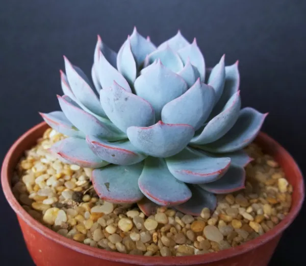 Echeveria Subsessilis Blue Rare Succulent Hen And Chicks Plant 100 Seeds Fresh G - £23.96 GBP
