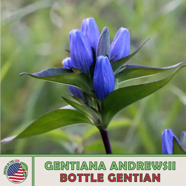 100 Bottle Gentian Seeds Gentiana Andrewsii Native Perennial Wildflower Garden - £6.99 GBP