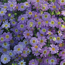 50+ Brachycome Lavender Blue Flower Seeds Annual - $9.94