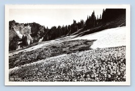 RPPC Paradiso Valley Montante Rainier National Park Wa Washington Cartolina N12 - £3.96 GBP