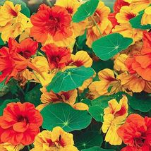 30 TALL NASTURTIUM MIX Flower Seeds Trailing Climbing Vine  - $6.89