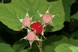 Rubus Parviflorus Western Thimble Berry Fruit Seeds Fresh USA Fast Shipping - $14.98