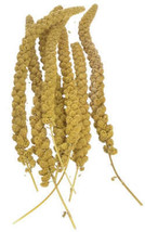 Sunseed Golden Millet Spray: High-Nutrient Natural Bird Treat - £6.96 GBP+