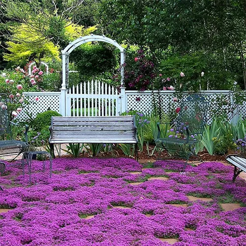 300 Voilet Creeping Thyme Flower Seeds Non-GMO - £6.17 GBP