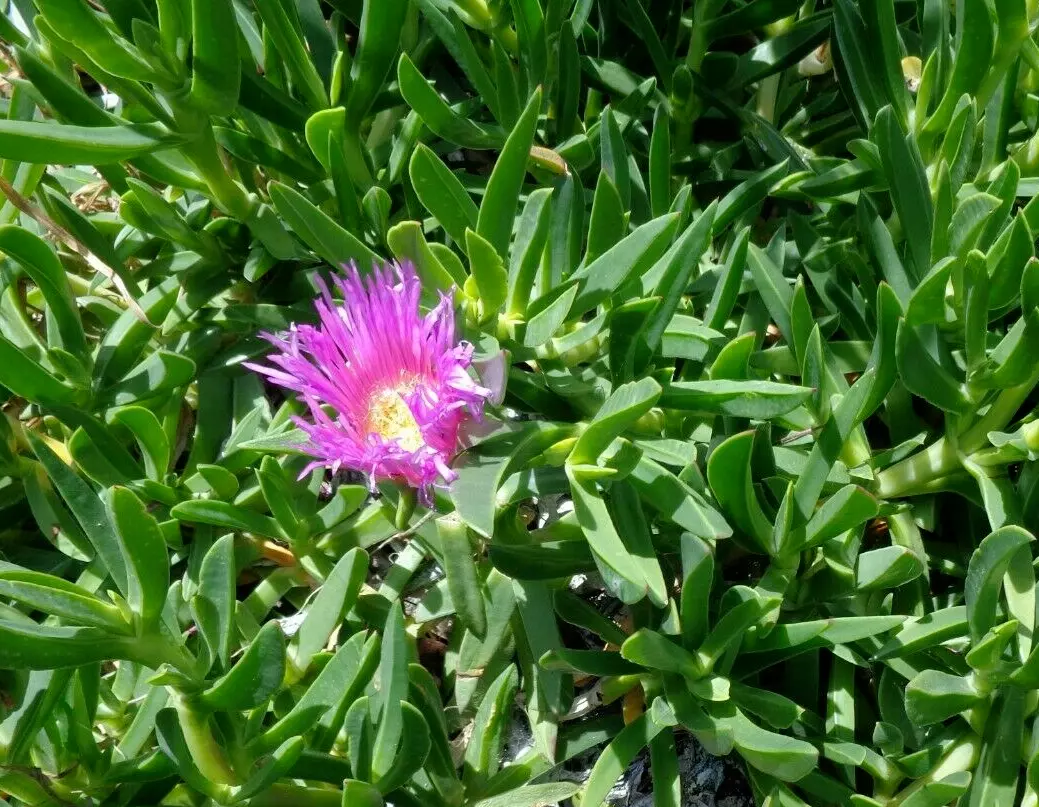 6 Fresh Cuttings Ice Plant, Purple Pink Color, Ground Cover succulents 4-7&quot; - $26.99
