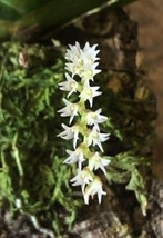 Bolusiella Maudiae Miniature Orchid Mounted - £69.82 GBP