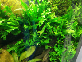 Aquarium Live Plant Decoration Tank Java Fern Thors Hammer Potted Freshw... - $25.00
