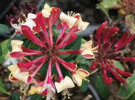 Lonicera Peaches And Creamhoneysuckle Vine Plant 56 Inch - $24.84