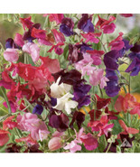 Sweet Pea Heirloom Flower Mix Lathyrus Fragrant 5 Tall Vine 50 Seeds - €11,61 EUR