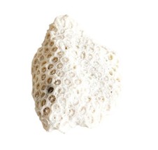 Fossilized Coral Piece Maine Coast Nautical Collectibles Atlantic Sea SeaBx1 - £18.68 GBP