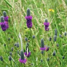 Fresh 1000 Prairie Clover Seeds  - $4.00