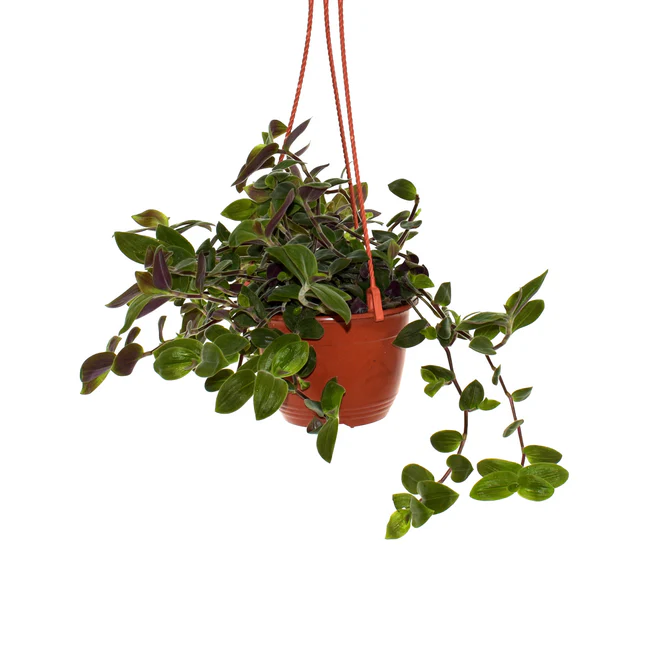 LWS Tradescantia Chrysophylla 6&quot; Hanging Basket Fast Shipping - $37.50
