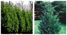 6-12&quot; Tall Seedling, 2.5&quot; Pot - Leyland Cypress Tree - Live Plant - Ships Potted - £62.99 GBP