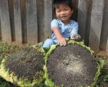 50 Giant Mongolian Sunflower Seeds Non Gmo Heirloom Fresh Fast Shipping - £12.61 GBP