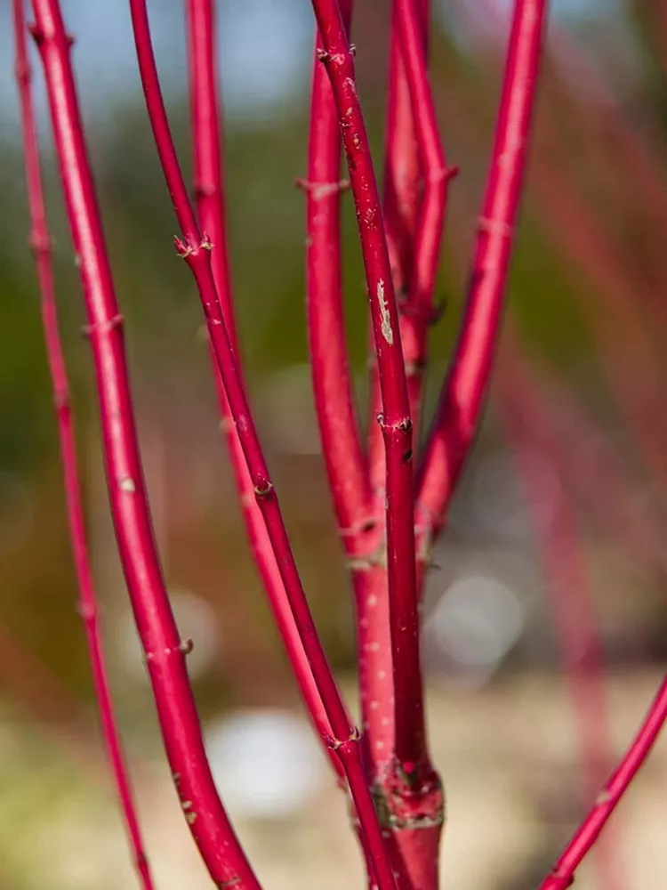 20 Red Dogwood Cuttings to Plant No Roots Vibrant Red Bark - £43.98 GBP