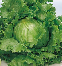 1 Gram Of Non-Gmo Crisp Great Lakes 659 Lettuce Seeds-B 40 Gardening Fresh USA S - $15.00