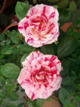 SCENTIMENTAL Floribunda Large Double Blooms Rose 1 Gal Bush Plants Plant... - $33.90