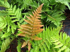 VP Autumn Fern - Live Plant In A 6 Inch Pot - Dryopteris Erythrosora - £44.27 GBP