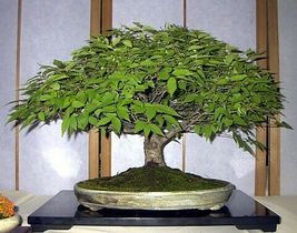 25 Pcs Japanese Zelkova Bonsai Seeds #MNHG - £11.45 GBP