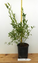 Top Hat Blueberry Plants- Late Season- Large One Gallon Containers - $43.51+