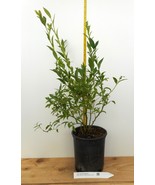 Top Hat Blueberry Plants- Late Season- Large One Gallon Containers - £34.34 GBP+