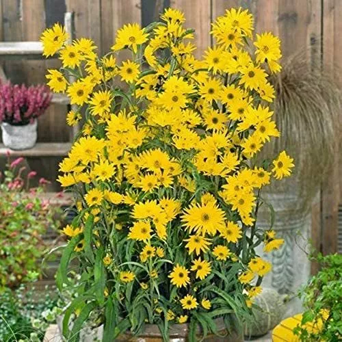 500 Giant Maximillian Sunflower Seeds For Planting Perennial Sunflower Usa Selle - £15.97 GBP