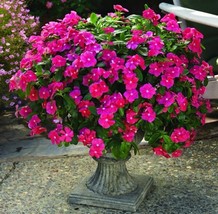 VINCA SEEDS CORA CASCADE CHERRY 25 SEEDS - $22.48