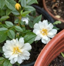 Yellow Bantam miniature rose plant bare root 6-7&quot; well rooted - €24,82 EUR