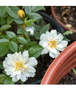 Yellow Bantam miniature rose plant bare root 6-7&quot; well rooted - €24,62 EUR