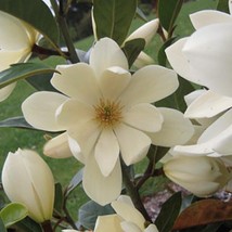 Fairy Cream~Michelia doltsopa Magnolia Tree~Cream Fragrant Blooms! Well Rooted! - £38.60 GBP