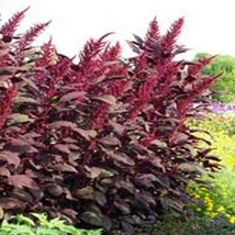 SKMO Amaranthus Red Spike 100 Seeds - £6.93 GBP