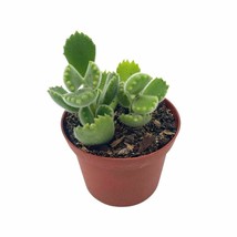 Bear Paws Succulent in 3 inch pot, Cotyledon tomentosa, Bear Paw - £11.97 GBP