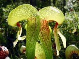 Darlingtonia californica cobral lily - $3.80