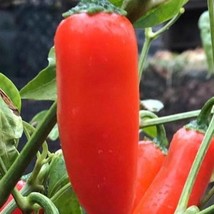 Orange Spice Jalapeno Pepper Seeds Organic Fast Shipping - $9.19