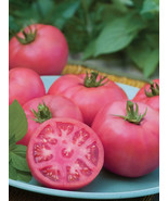 PPA 50 Seeds Ultra Pink Tomato Tomatoe Vegetable Garden Edible Canning - $4.76