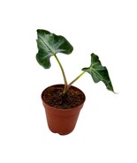 Alocasia Loco, 2 inch Rare Alocasia Starter Tiny Mini Pixie Plants - £16.21 GBP