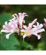 SDC Lycoris Squamigera Pink Plant Bulb Summer Flowering Blooms Fresh Seeds - €46,92 EUR