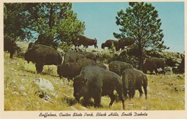 Vintage Postcard Buffaloes Custer State Park Black Hills South Dakota - £4.74 GBP