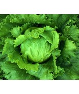 Iceberg seeds - 200 seeds- heirloom organic lettuce seeds- code 301 - $91.84 MXN Iceberg seeds - 200 seeds- heirloom organic lettuce seeds- code 301 - $91.84 MXN