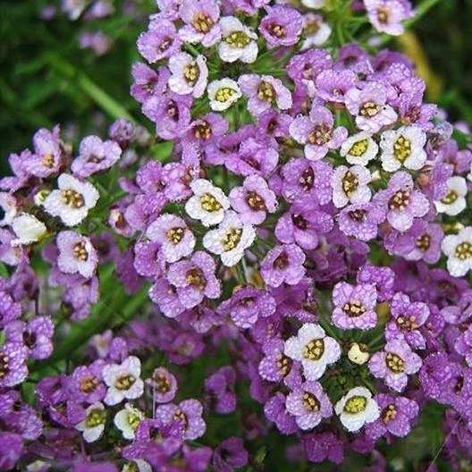 Alyssum, Sweet DWARF ROYAL CARPET 4&quot; Ground Cover Perennial Non-GMO 1000... - $9.67