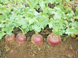 BPA 500 Seeds Purple Top Rutabaga Seeds Organic Spring Fall Vegetable Garden Con - £7.16 GBP