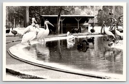 Catalina Island Bird Park RPPC Postcard W22 - £6.22 GBP