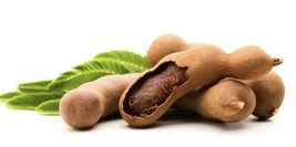 Organic Sour Tamarind10 Seeds Fresh Garden - £5.96 GBP