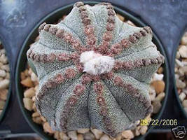 Astrophytum multicostatum 10 ribs myriostigma cacti rare cactus seed 50 ... - £11.08 GBP