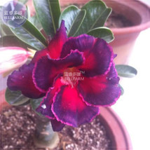 USA SELLER Adenium Fire Red Purple Petals Flower Seeds 2 Seeds Pack 3 Layer Big  - $10.32